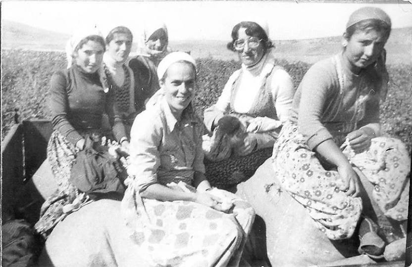 1979 Kahramanmaraş Pazarcık köylüleriyle Aydınlık için pamuk toplarken